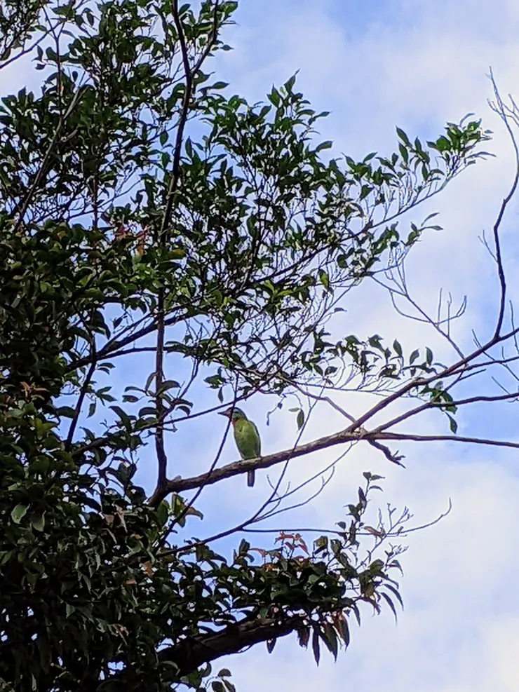 不曉得是什麼鳥類？羽毛顏色很繽紛多彩