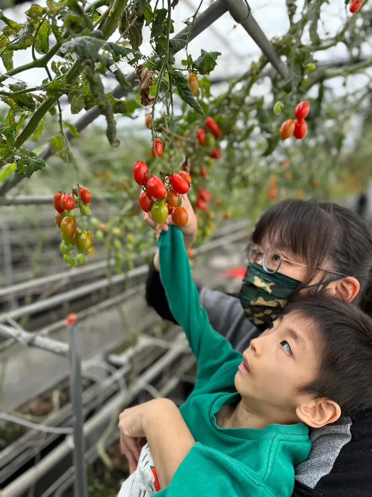 因為友善鋪面,我抱著祐試著摸摸番茄也是種參與感。