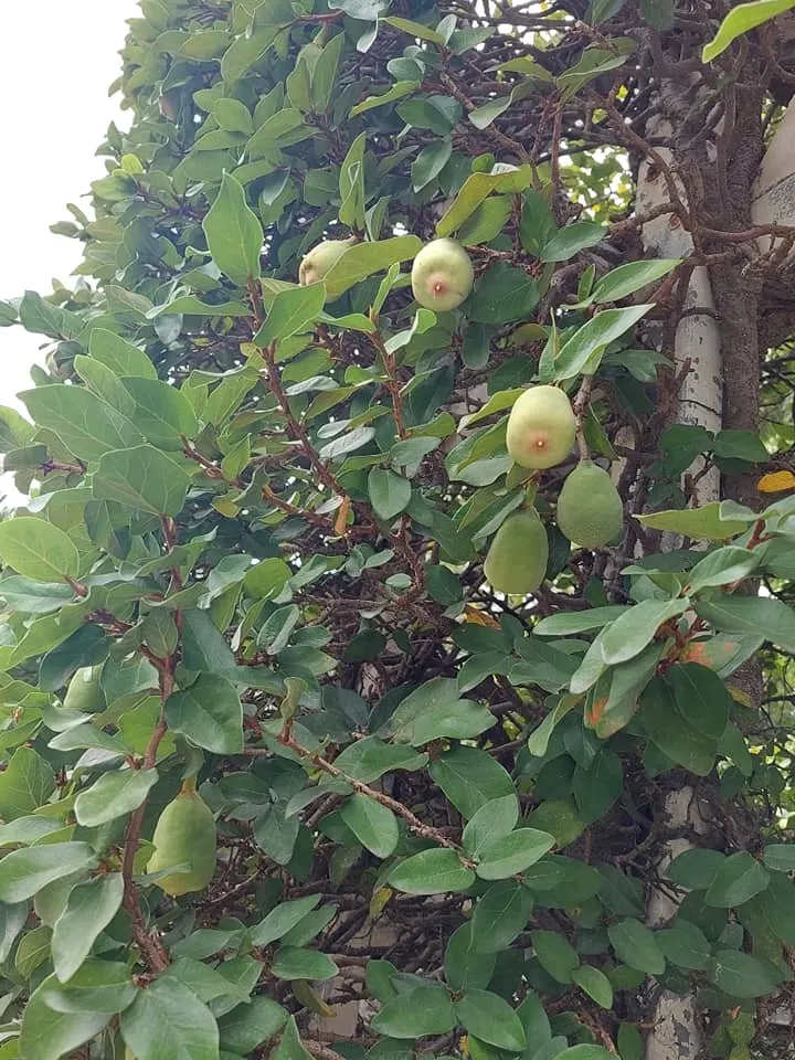 薜荔有兩種葉子，幼年枝及非結果枝上的葉小而薄，紙質，心狀卵形；老枝及結果枝上的葉大而厚，革質，橢圓形。  乍看很難想像這竟是同一種植物。
