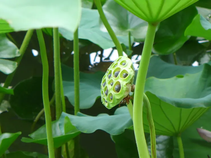 西安興慶公園荷花池 @作者拍攝202307