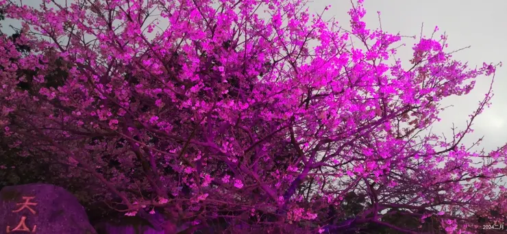 天山夜櫻夜美麗