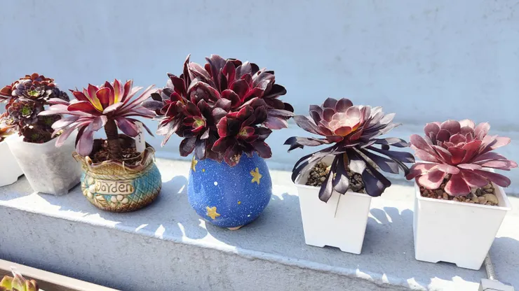 冬季盛開中的各種多肉法師