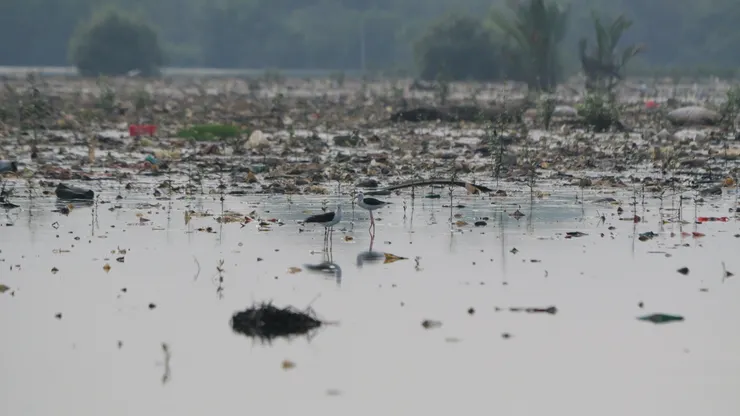 黑翅長腳鷸 頭上沒有海苔