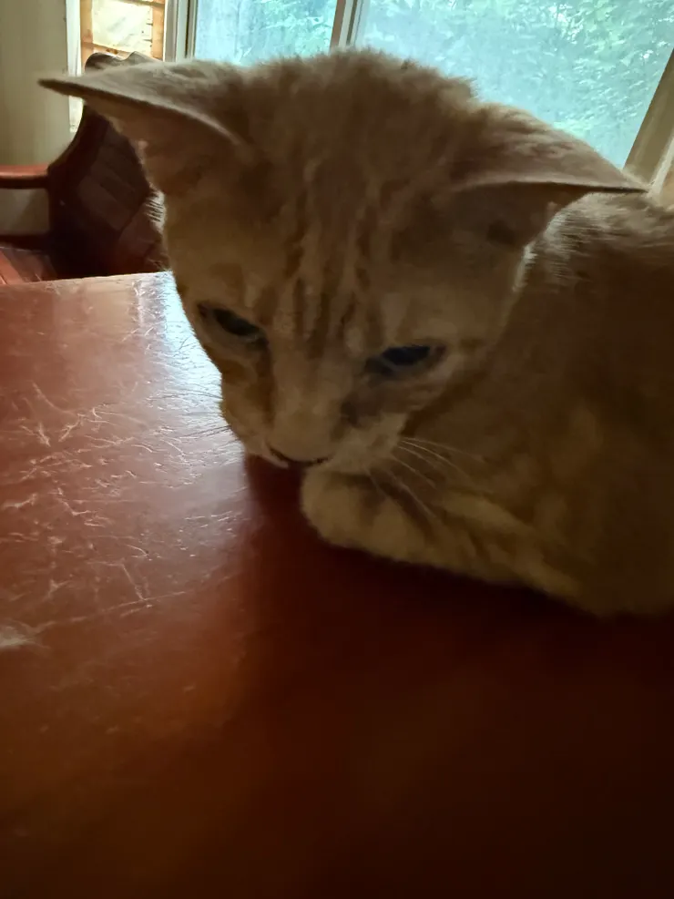 貝里。攝影者：老葉。