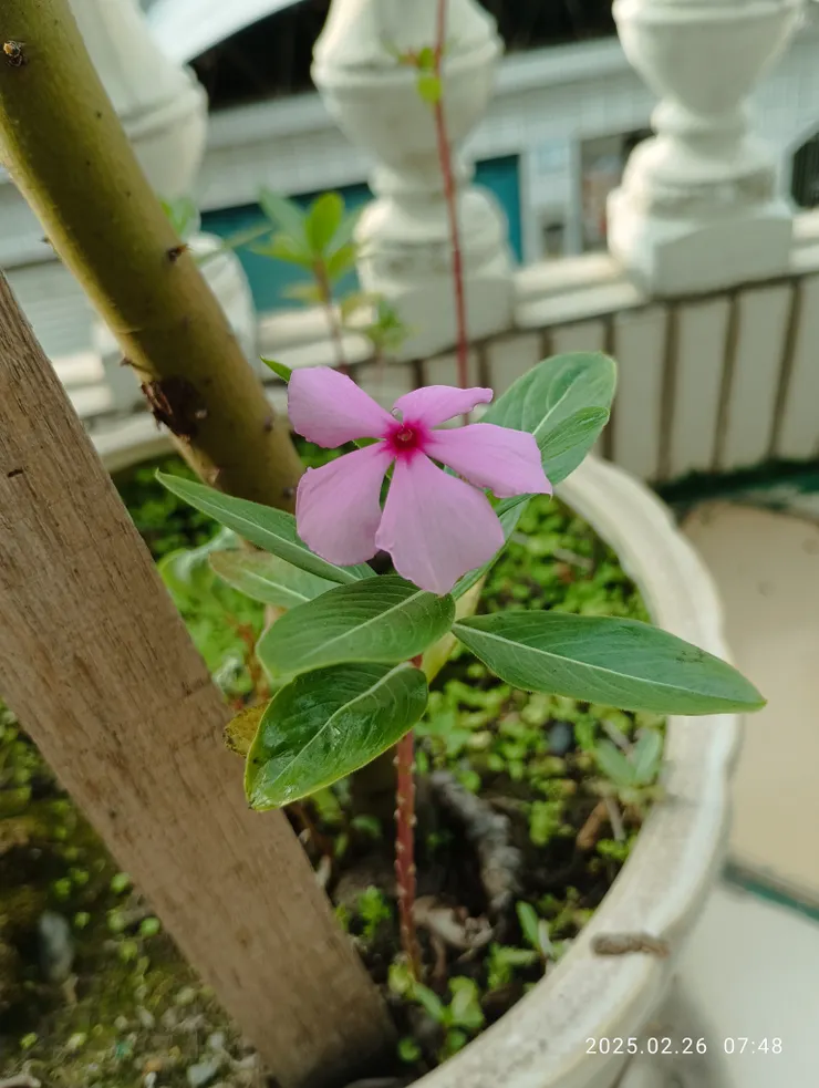 花眼迷濛懶伸腰