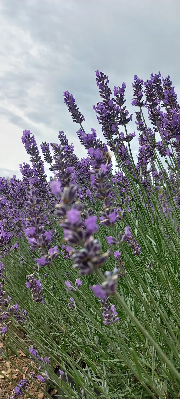 美麗的薰衣草田