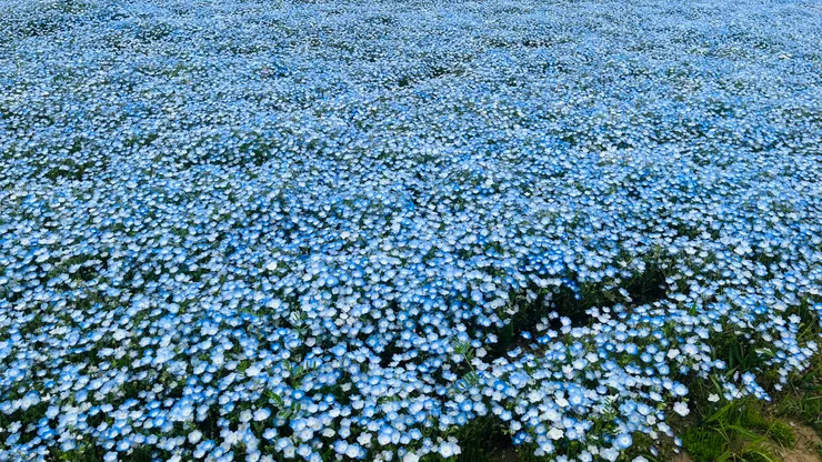 難怪隨便拍隨便好看。