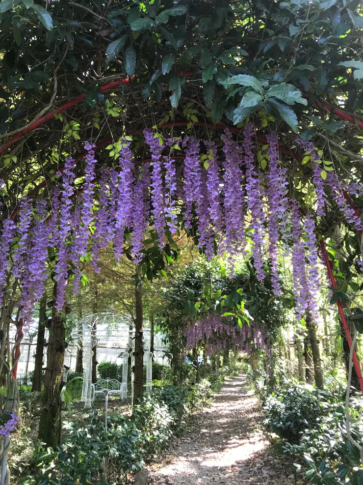 這不是紫藤花，而是錫葉籐，一樣很美