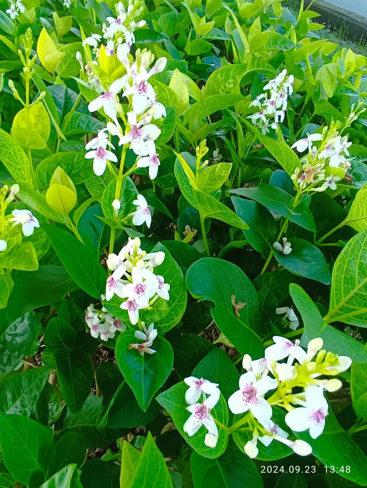 金葉擬美花，自拍攝