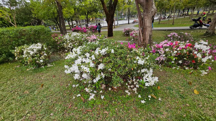過一陣子的野餐活動也是大安森林公園的年度重頭戲之一!