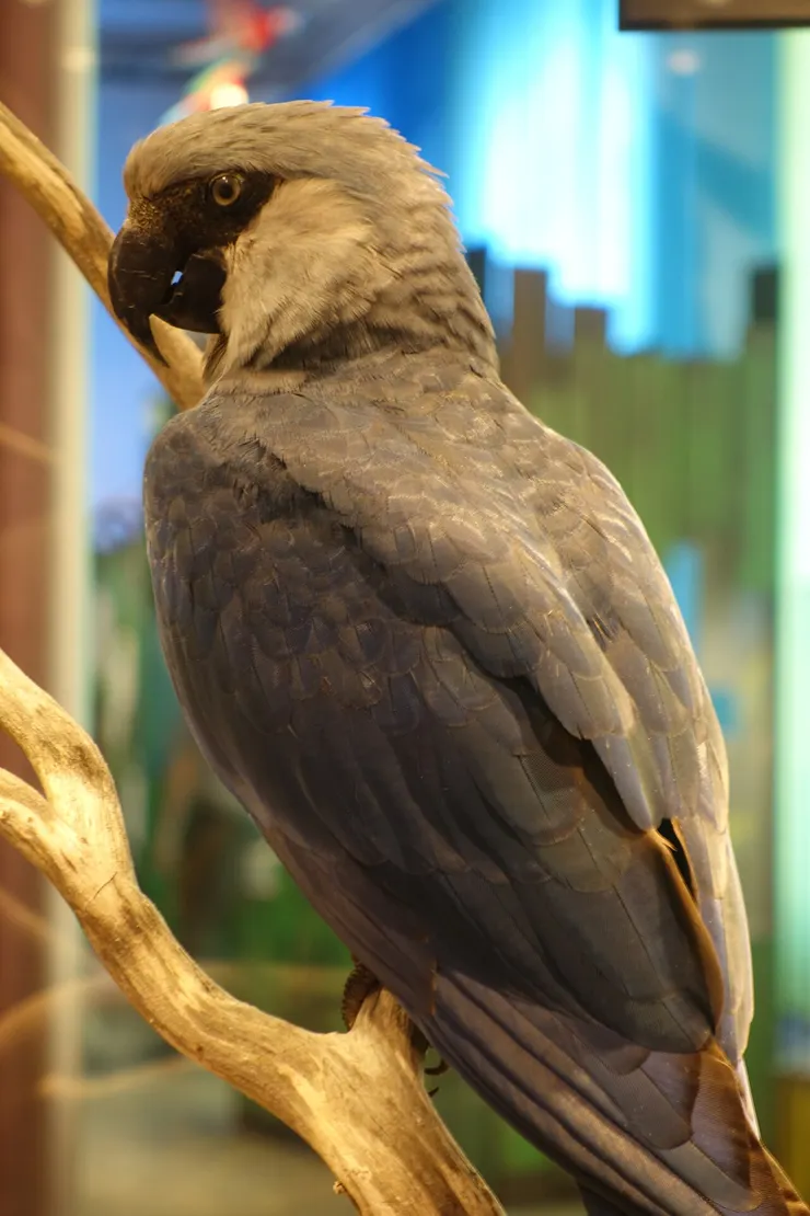 成鳥標本，攝於德國柏林自然博物館