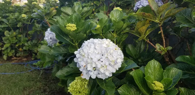 午飯後到了小屋周邊看到綉球花