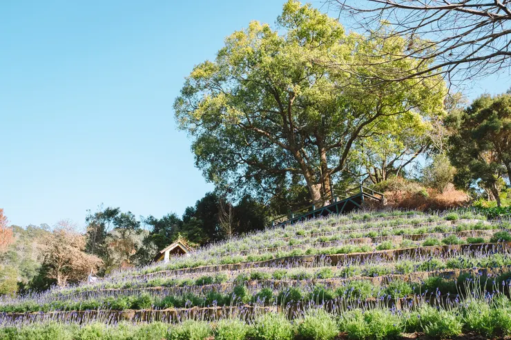 每年1至3月舉辦「薰衣草節」，花田成為最受歡迎的園區景點。