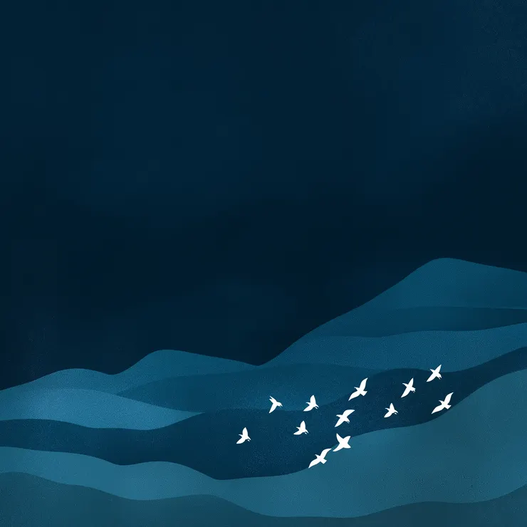 White birds flying in the sky