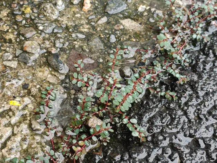 消失的角落植物