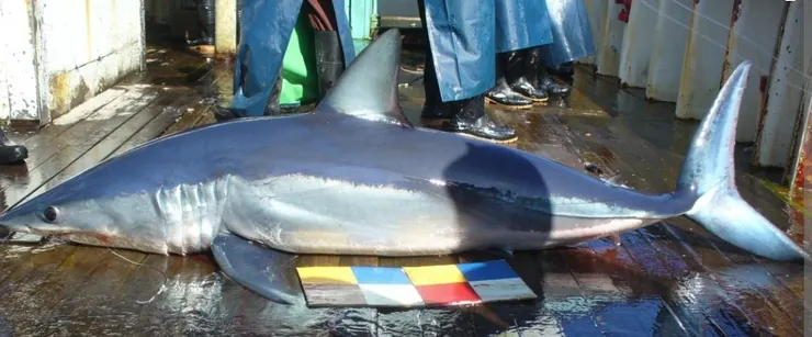 大白鯊｜射手🏹 箭矢