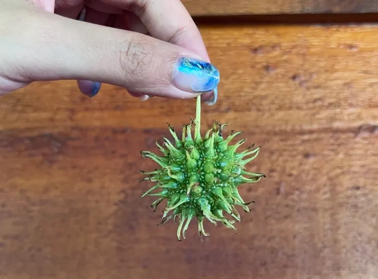 看不出來的植物～美麗又可愛