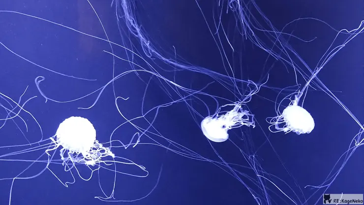 很多觸手很長的水母