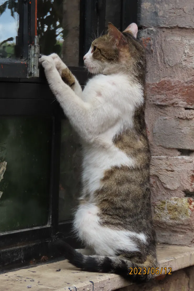 圖十六:  瞧牠的眼神充滿著期待...... 