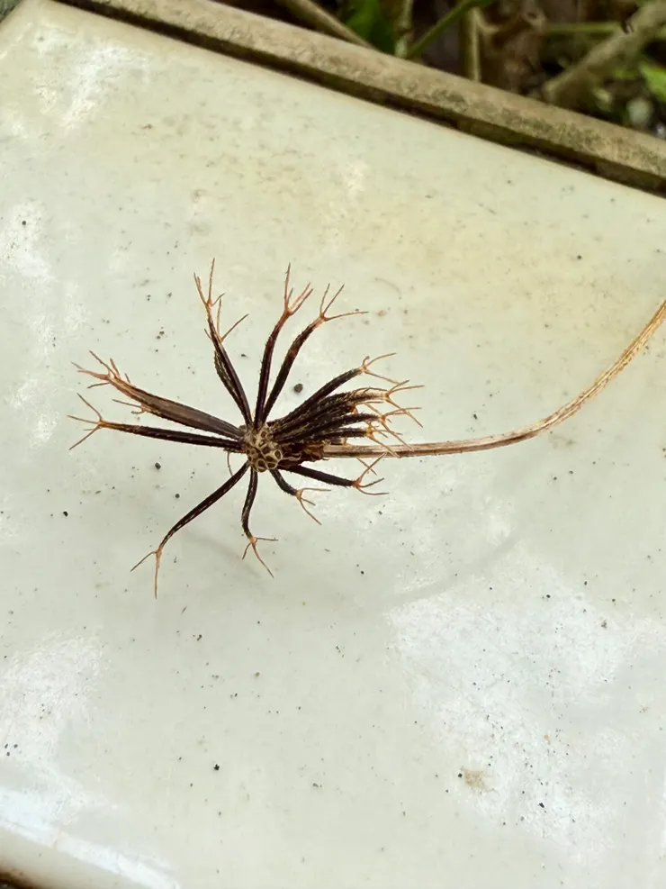 大花咸豐草成熟後的黑色瘦果，具有倒刺。