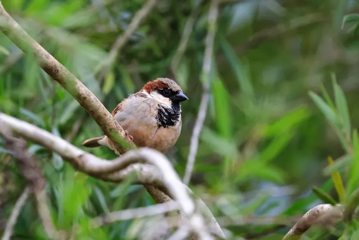 Karatu附近旅館裡的家麻雀