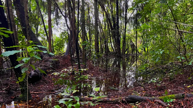 步道和湖濱還隔著一段水塘的距離