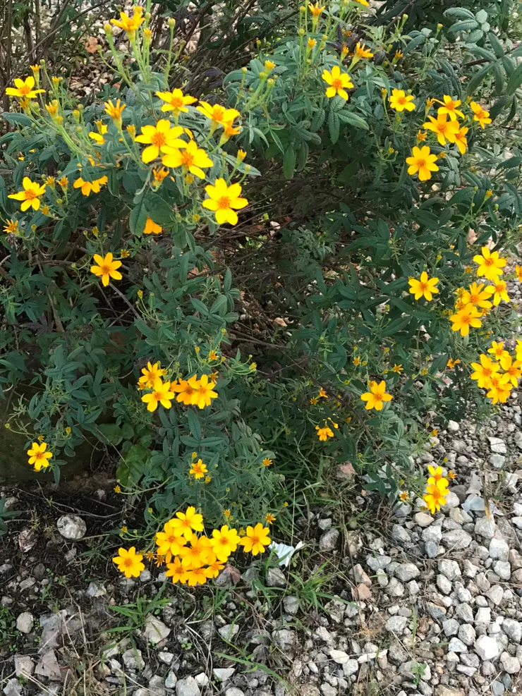 石斛景點外的花,也算最漂亮的景物之一。
