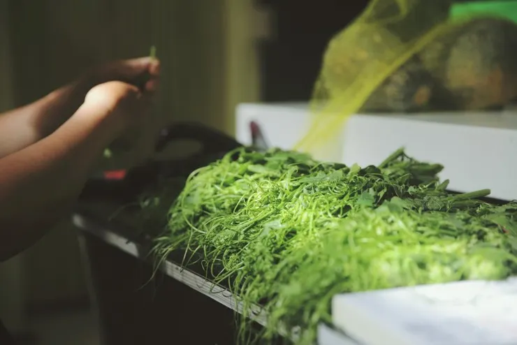 這是我很喜歡的一張照片 薇妮民宿-闆娘楊姐在廚房裡挑著菜 準備下廚招待我們這些停留的旅客