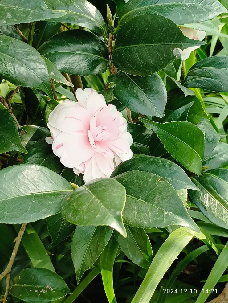 就等她，無語，一季開落，如世紀！