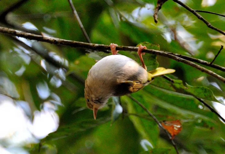 【共享每一個白天黑夜與這片山林 ，途中交會但覺人與物相親無猜嫌！長尾縫葉鶯】