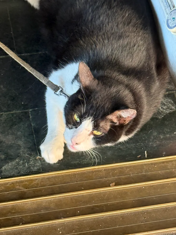 2025/09/08 路上給摸的貓