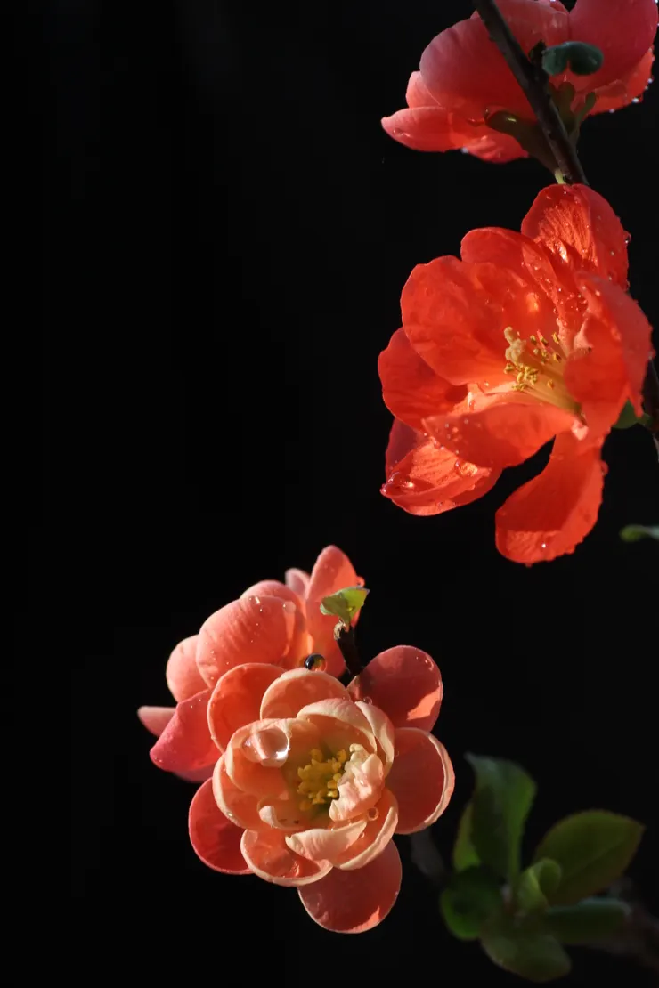 皺皮木瓜花朵艷麗且著生於梗，被古人混入海棠類植物，稱之為「貼梗海棠」，現在一般稱其「寒梅」或長壽梅