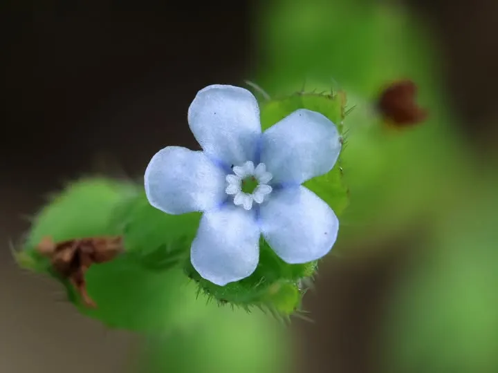 柔弱斑種草花朵