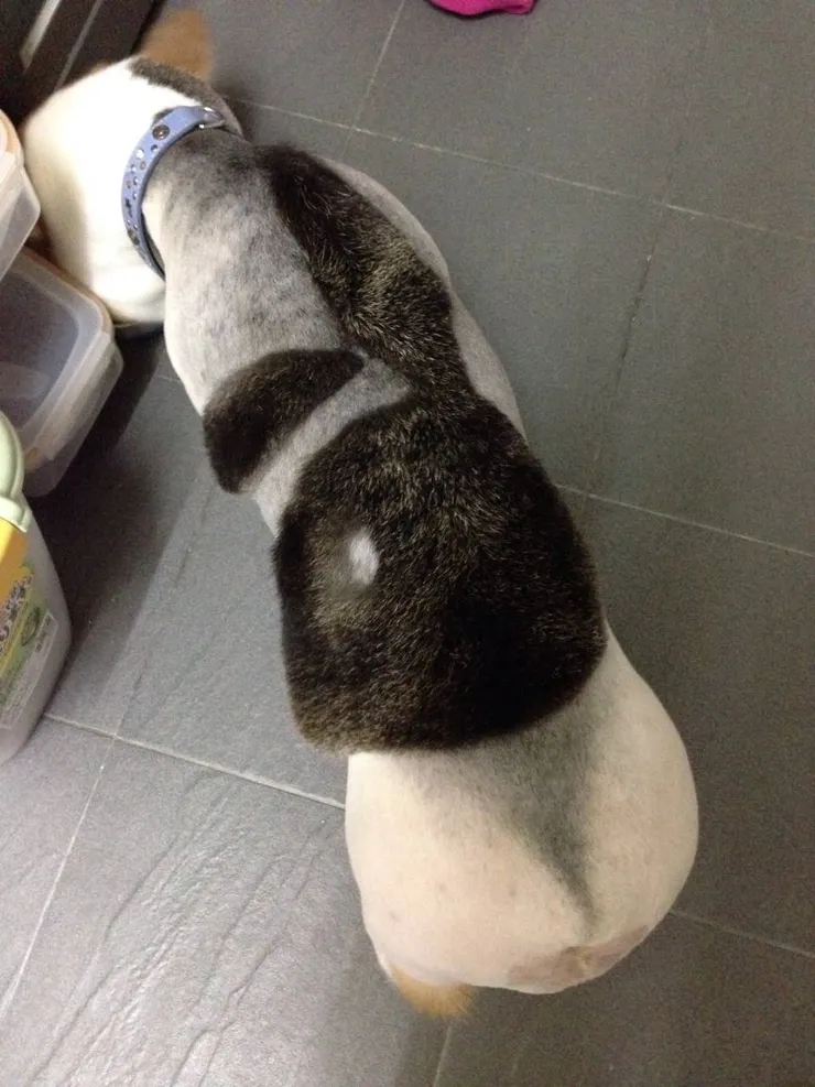 管家婆波妞曾經救了全社區,上了天堂後,彩虹國幫祂辦了一場迎新派對(波妞媽咪提供)