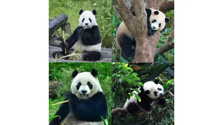 2008年中國贈送給台灣大熊貓，左上：團團(卒)(18)；右下：圓圓(20)。                                                                                     2013年及2020年分別誕下兩雌性熊貓寶寶，右上：圓仔(11)；右下：圓寶(4)。                                       （圖/維基百科）