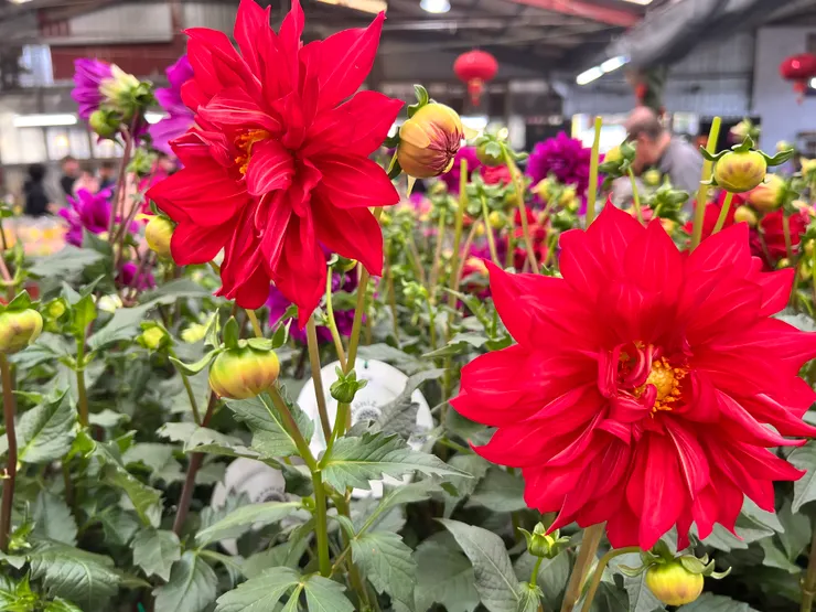 秋田大理花。一旁有花卉照顧標示卡很貼心