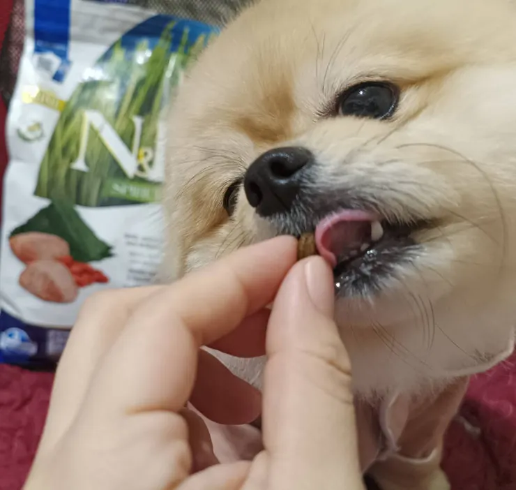 布咘(@pomeranian.bu)