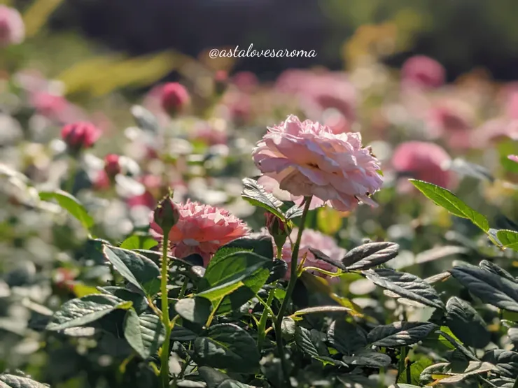 於『雅聞玫瑰花園』拍攝的玫瑰