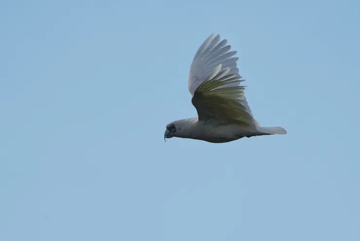 Western Corella