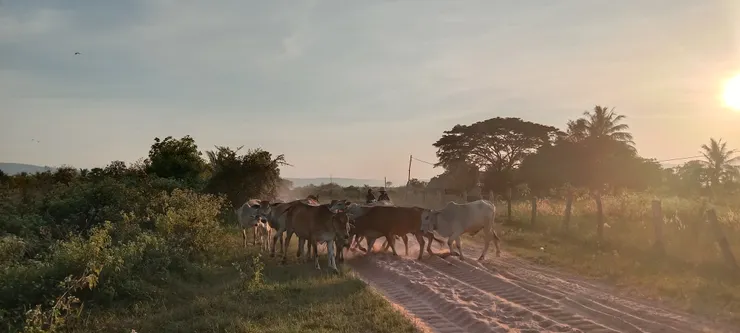 拍的牛群在回家的路上