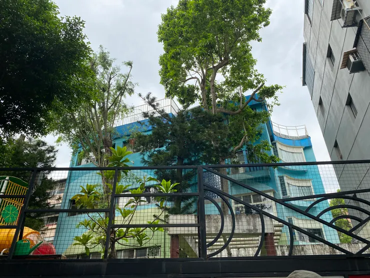 新德國小校園內的受保護樹木，白玉蘭