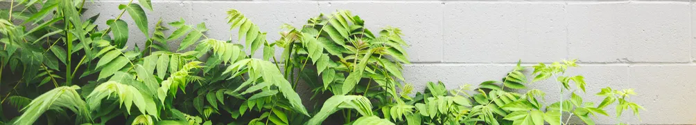 心靈魔法植研所 echoes of the soul的沙龍