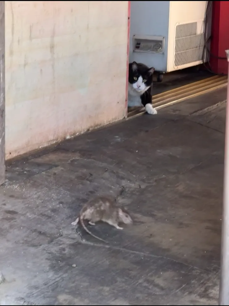 2025/10/09 貓看老鼠打架