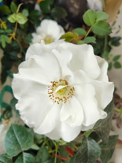 最近有塑膠類產品的店家，老闆都好高傲喔….