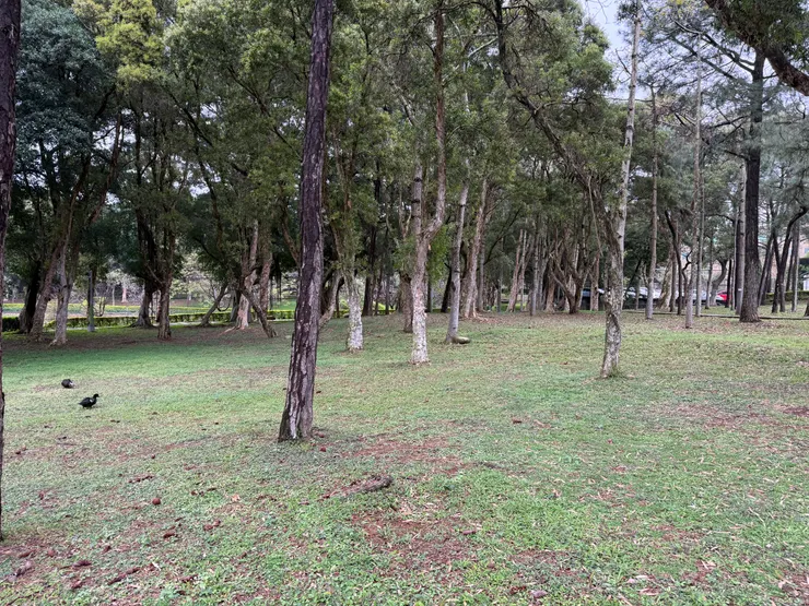 2026/03/10 松樹林