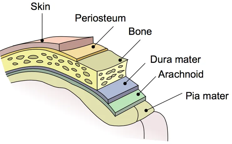 硬腦膜位置（來源：TeachMe）
