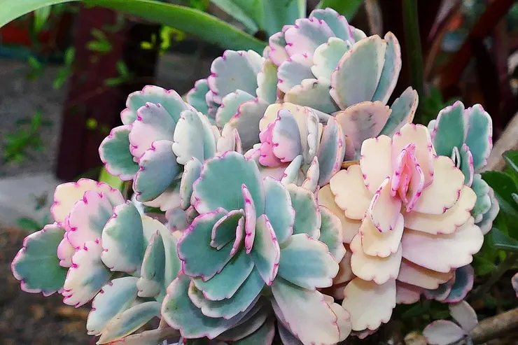 蝴蝶之舞(kalanchoe fedtschenkoi)