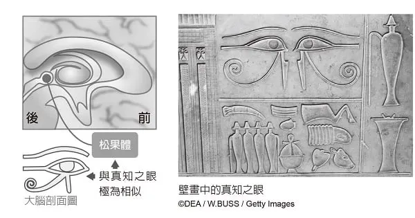 「真知之眼」的剖面圖