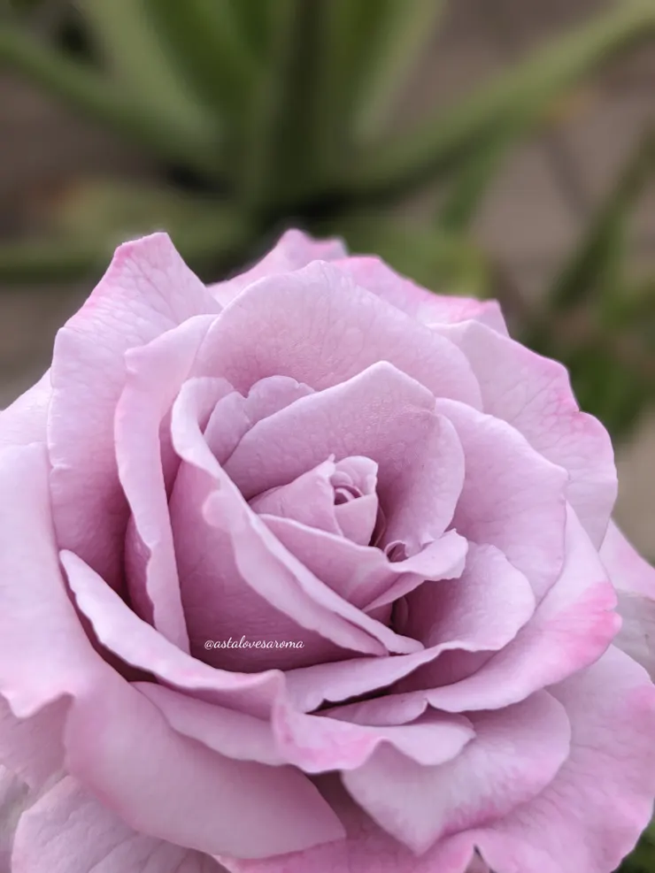 紫星 五月春夏花