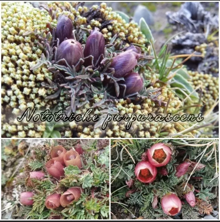臥葵（Nototriche purpurascens）